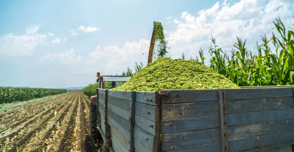 PAK Global Trade corn product